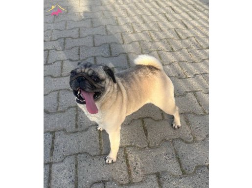 Sosyal ve Cana Yakın Pug Dostunuz!