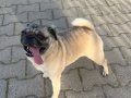 Sosyal ve Cana Yakın Pug Dostunuz!