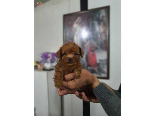 2 Aylık Minik Bebeğimiz Yeni Yuvasını Arıyor