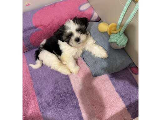 Nadir bulunan renk show kalite görünüm