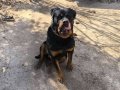 Rottweiler erkek 1 yaşında herşeyi tam yuva arıyoruz satılık