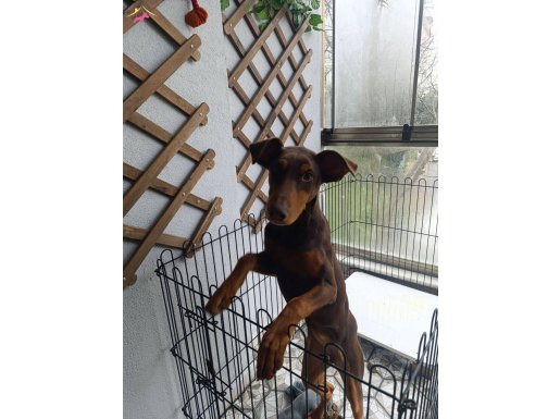 Kızıl Kadife Kürklü Genç Doberman: Sadık ve Temel Eğitimi Hazır Yol Arkadaşı