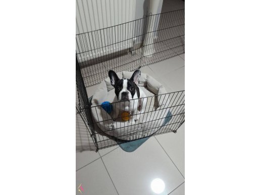 Maskeli ve Karizmatik French Bulldog Paşa