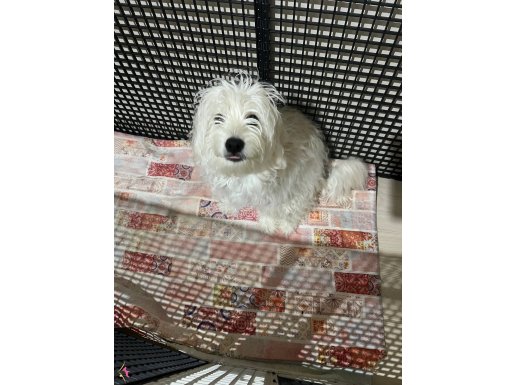 1 yaşında maltes ücretsiz yuva arıyorum 