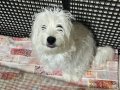 1 yaşında maltes ücretsiz yuva arıyorum 