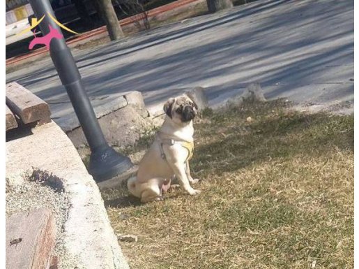 4 aylik disi yavru egitimli kesinlikle havlamaz 