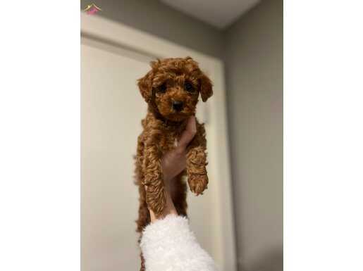 Dişi 2 aylık orijinal Kore toy Poodle 