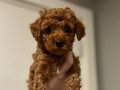 Dişi 2 aylık orijinal Kore toy Poodle 