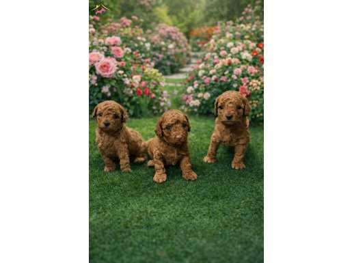 Orjinal safkan Toypodle mini boy kendi evimizin kopegi