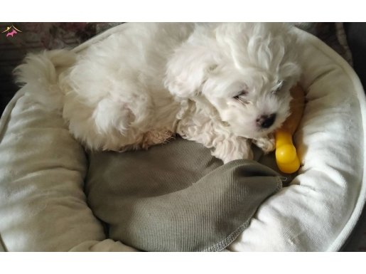 Enerji Küpü Safkan Maltese Terrier Yavrusu