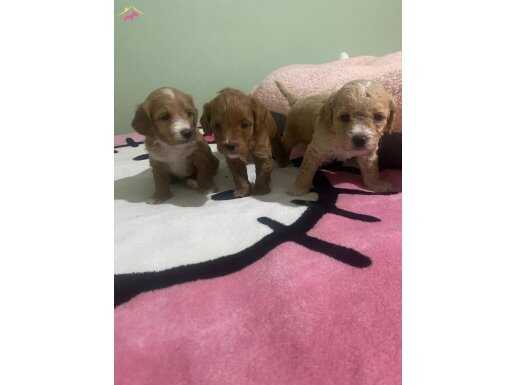 Anne altından saflan toy poodle bebekler red brown
