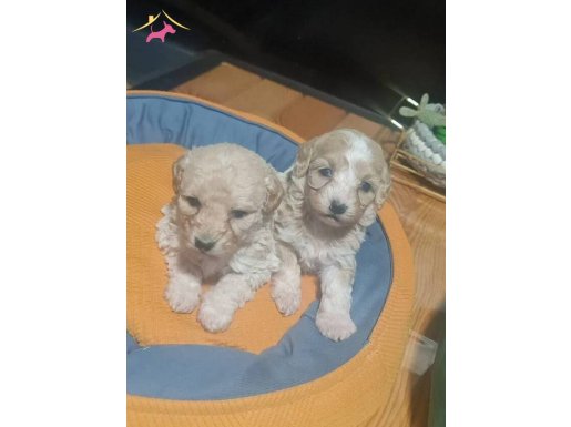 Minik  yawrular  poodle kalitesinde kilo garantili bebekler
