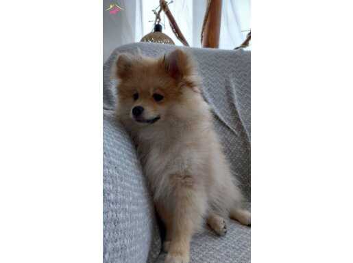 Sosyal Kelebek 3 Aylık Pomeranian: Tuvalet Eğitimli ve Full Oyuncu Boo