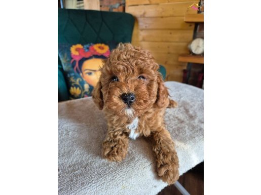 Kızıl Bukleli Safkan Toy Poodle: Sosyal Ortamın Yeni Yıldızı