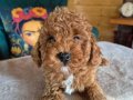 Kızıl Bukleli Safkan Toy Poodle: Sosyal Ortamın Yeni Yıldızı