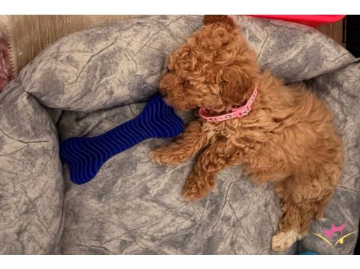 Aile Sıcaklığına Alışkın Oyuncak Görünümlü Maltipoo