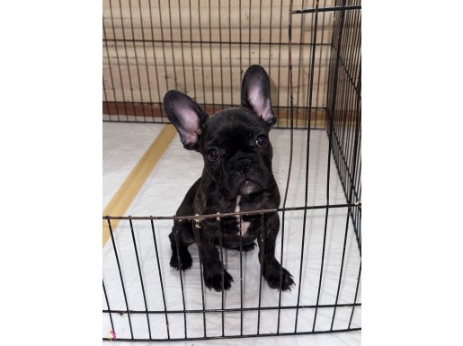 Anatomi Harikası Seceresiz Safkan French Bulldog Yavrusu