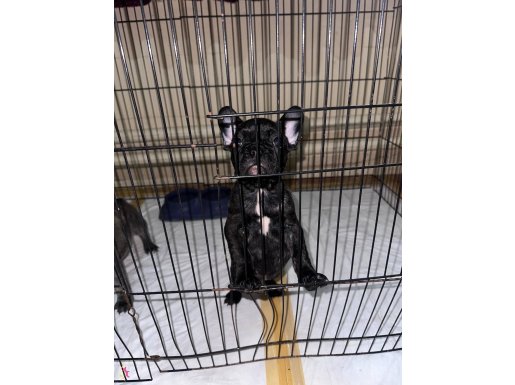 ANATOMİ HARİKASI KIZIMIZ 70 günlük iç dış parazit yapıldı 