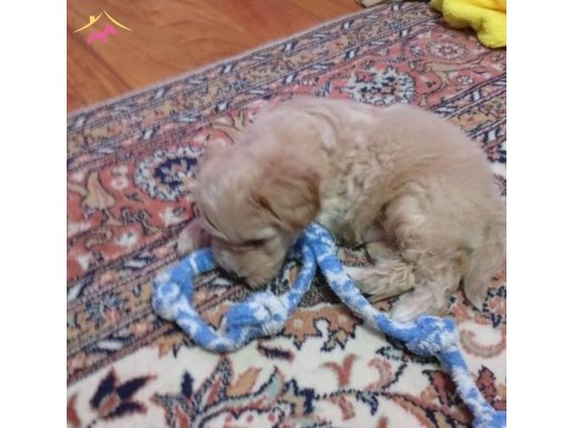 Yaşam Malzemeleriyle Birlikte Oyuncu Maltipoo Yavrusu