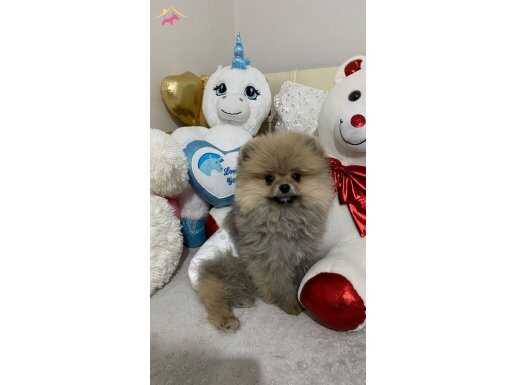 2.5 Aylık Tedy Face Pomeranian Boo | Sosyal ve Enerjik Erkek  