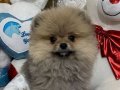 2.5 Aylık Tedy Face Pomeranian Boo | Sosyal ve Enerjik Erkek  