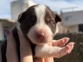 14 şubat doğumlu yavrularım rezerve açıktır | Border collie Bebekler