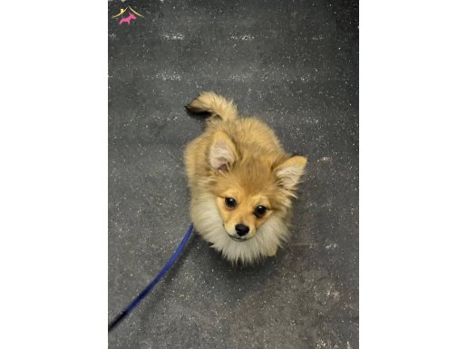 Aile Sıcağı Bekleyen Sosyal Pomeranian Boo
