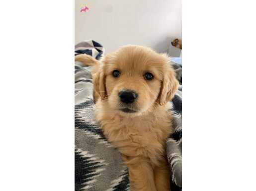 Sosyal Bağları Güçlendiren Maskot: 2 Aylık Dişi Golden Retriever