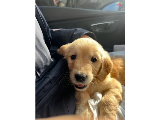 İstanbul Bağcılar'da Ped Eğitimli Sosyal Dişi Golden Retriever Yavrusu