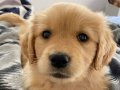 Sosyal Bağları Güçlendiren Maskot: 2 Aylık Dişi Golden Retriever