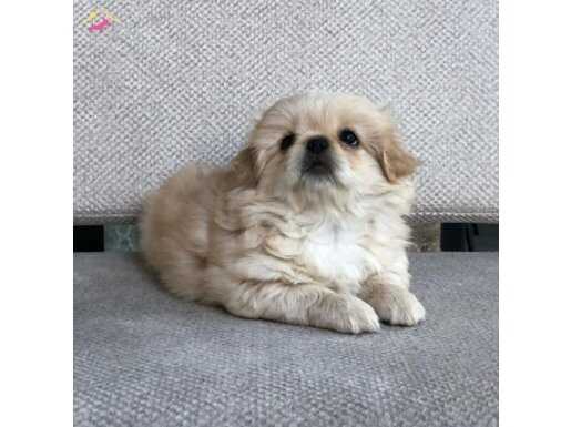 Yeni ailelerini bekleyen sevgi dolu dostlar