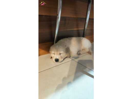 Evimizin Yeni Neşesi: Safkan Golden Retriever Yavrusu