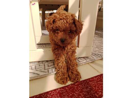 İzmir Menemen'de Anne Sütünden Yeni Kesilmiş Kahve Toy Poodle Yavrusu