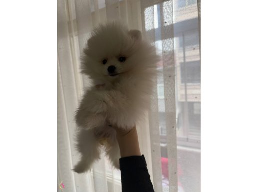 Avuç İçine Sığan Beyaz Enerji Küpü: Sosyal Pomeranian Boo