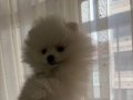 Avuç İçine Sığan Beyaz Enerji Küpü: Sosyal Pomeranian Boo