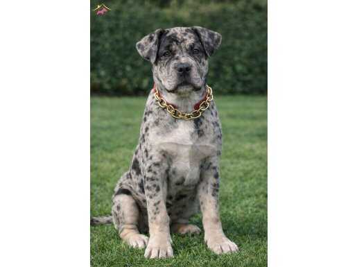 Merle Desenli Karizmatik Cane Corso Yavrusu