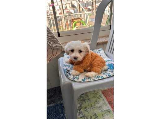 Sağlıklı,Oyuncu Maltipoo Yavrumuza Yuva Arıyoruz