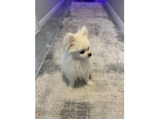 Bursa İznik'te Sosyal Ortamların Yıldızı: 4 Aylık Pomeranian Boo