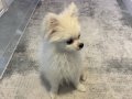 Bursa İznik'te Sosyal Ortamların Yıldızı: 4 Aylık Pomeranian Boo