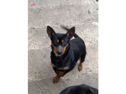 Sosyal Keşiflere Açık 8 Aylık Minyatür Pincher