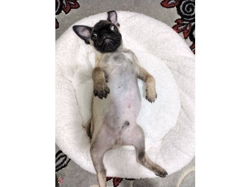 Denizli Sarayköy'de Sosyal Kelebek: Maskeli Karizma Erkek Pug