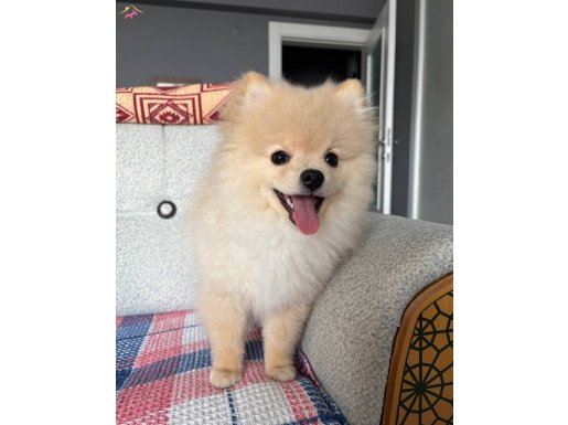 Pomerian  aşıları tam ped eğitim var Bursa 