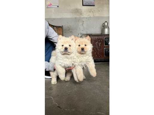 Safkan Mor Dilli 2 Aylık Chow Chow Yavruları