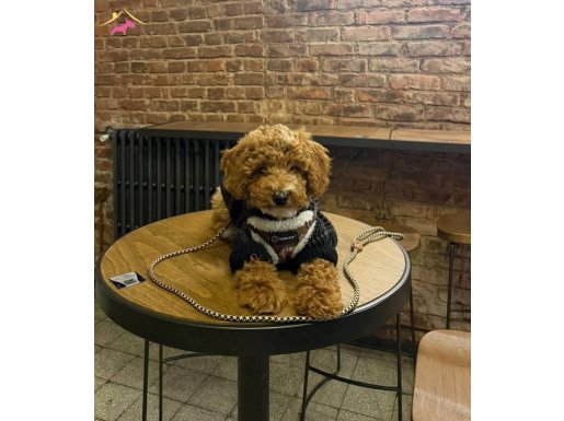 Eğitimleri tam poodle bebek