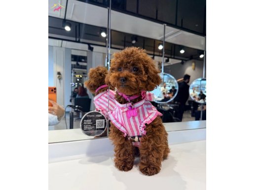 12 Aylık DİŞİ BAKIMLI TOY POODLE