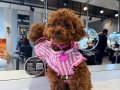 12 Aylık DİŞİ BAKIMLI TOY POODLE