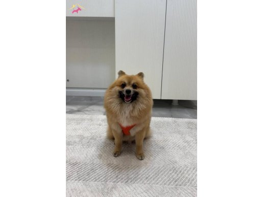 Akıllı Yavru Pomerian