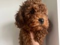 3 Aylık Erkek Toy Poodle