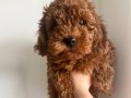 3 Aylık Erkek Toy Poodle