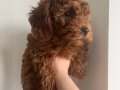 3 Aylık Erkek Toy Poodle